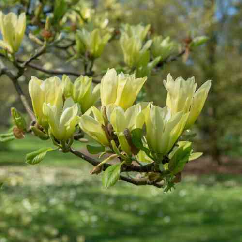 Magnolia 'Butterflies'