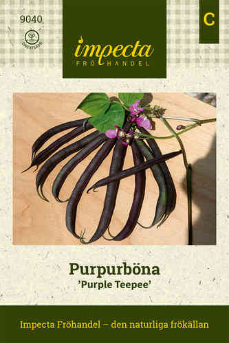 Purpurböna 'Purple Teepee'