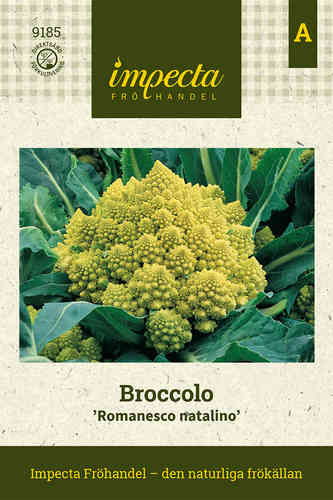 Broccolo 'Romanesco Natalino'