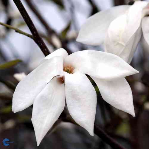 Magnolia x kewensis