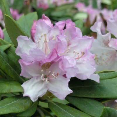 Rododendron 'Pohjolan Tytär'