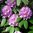 Puistoalppiruusu catawbiense 'Grandiflorum'