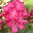Rododendron 'Hellikki'