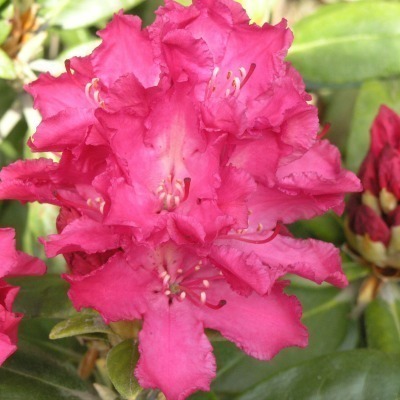 Rododendron 'Hellikki' 25-40 cm