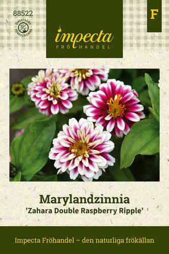 Marylandzinnia 'Zahara Double Raspberry Ripple'