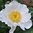 Paeonia lactiflora  'Jan Van Leeuwen'