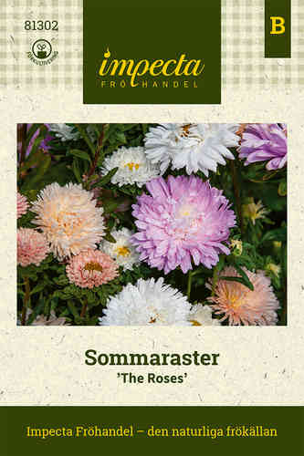 Sommaraster 'The Roses'