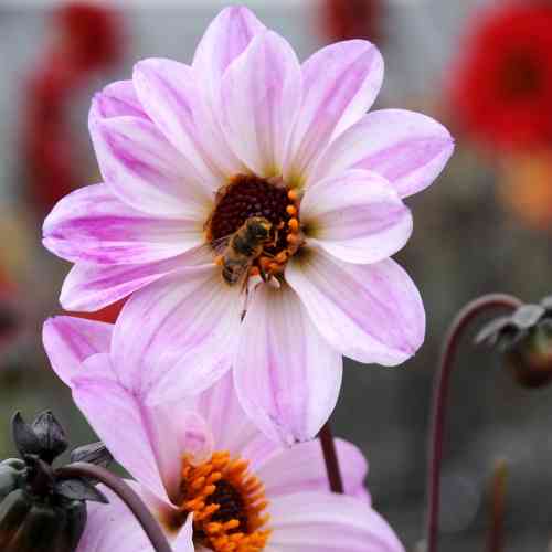 Piondahlia 'Bishop of Leicester'