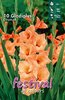 Gladiolus oranssi