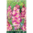 Gladiolus 'Apricot Bubblegum'