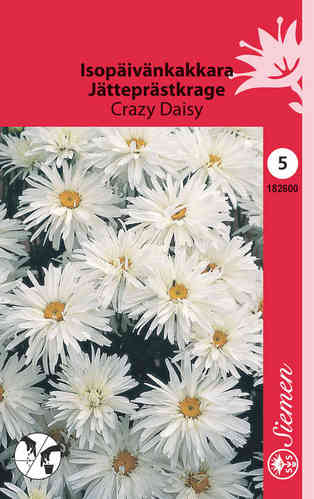 Jätteprästkrage 'Crazy Daisy'