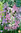 Spansk klockhyacint, färgblandning