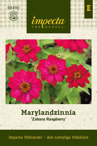 Marylandzinnia 'Zahara Raspberry'
