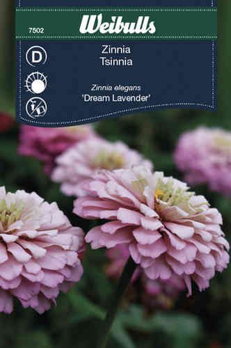 Zinnia 'Dream Lavender'